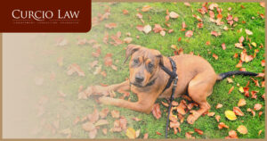Local Leash Laws in Northern Virginia